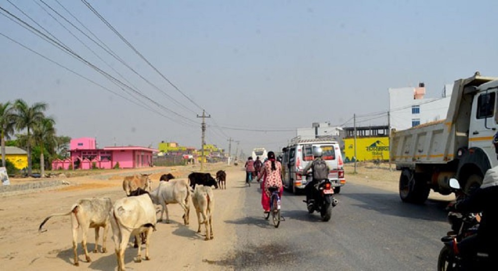 छाडा चौपाया व्यवस्थापनको चुनौती