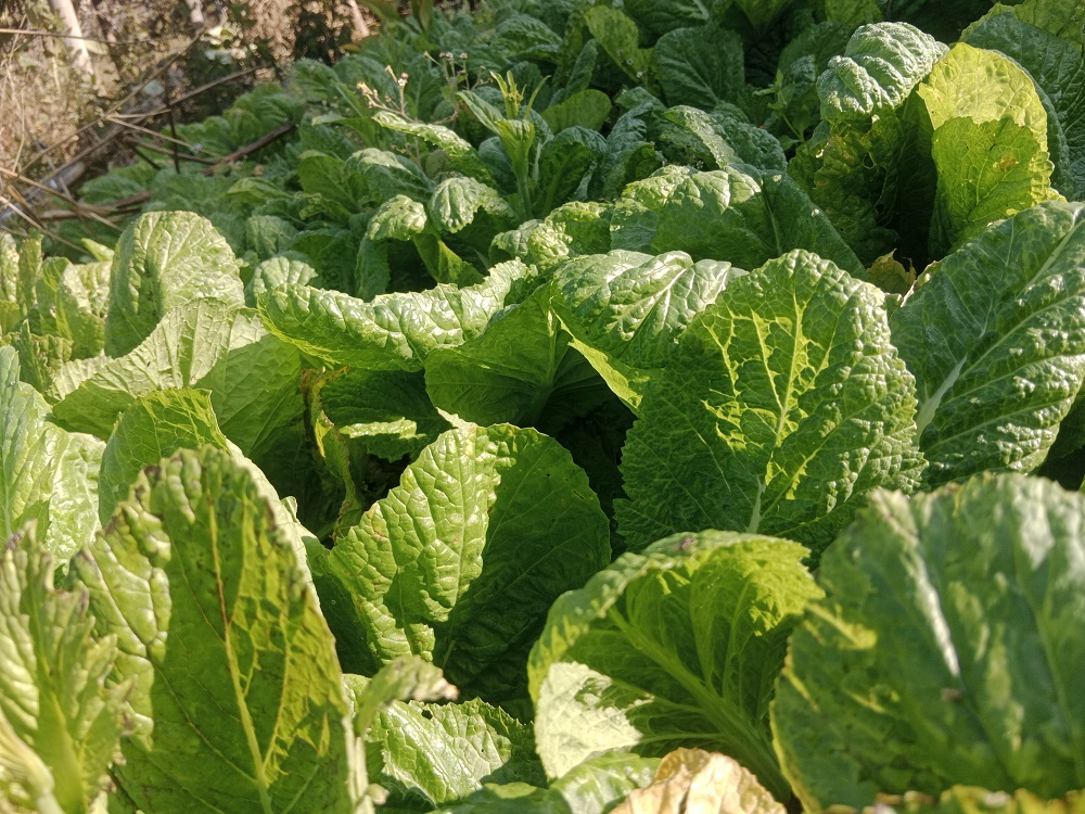 कालीमाटीमा आज कति छ  तरकारी र फलफूलको मूल्य ?